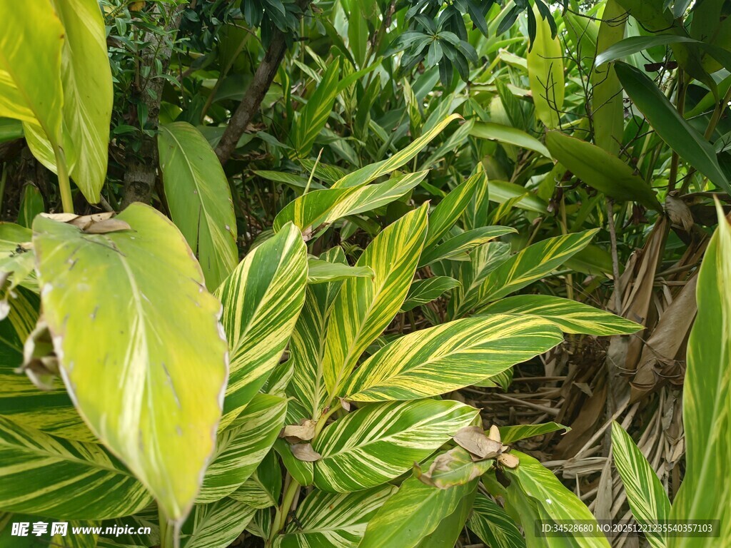翠绿斑斓的热带植物景观