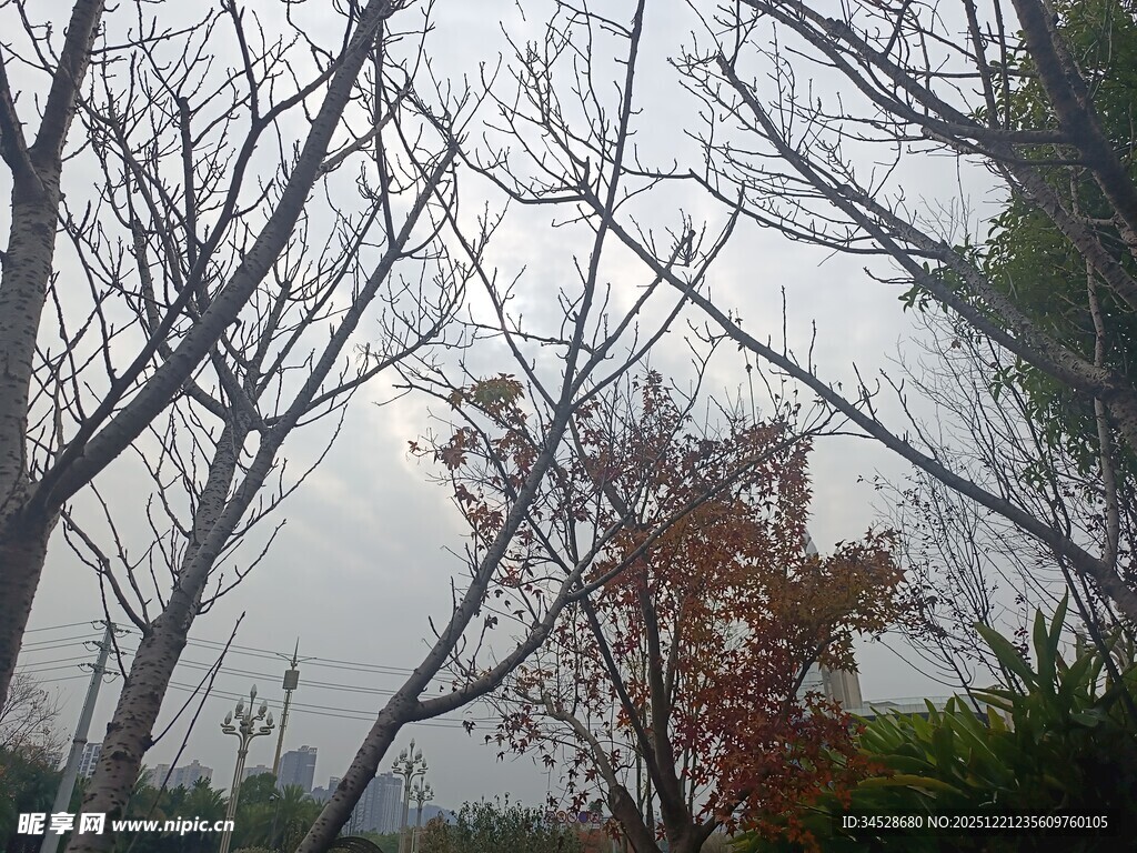 冬日萧瑟树林景象