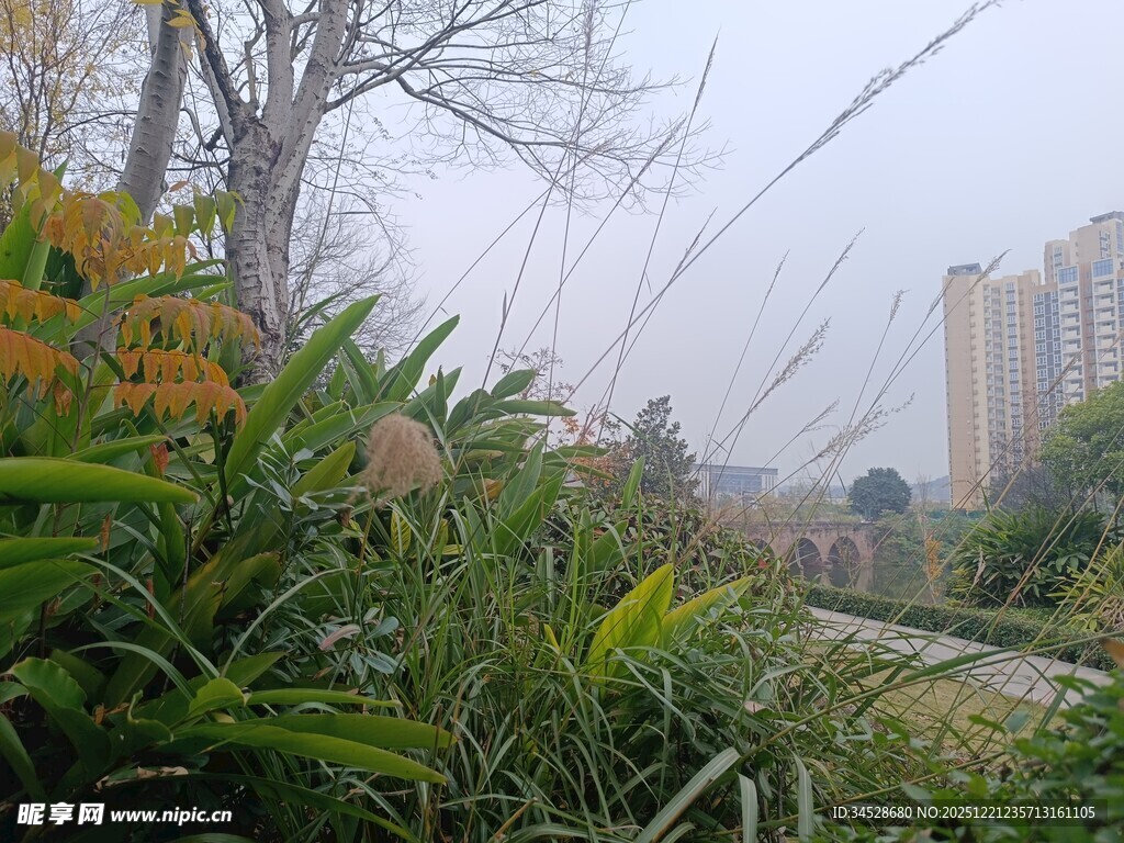 城市中的自然绿植景观