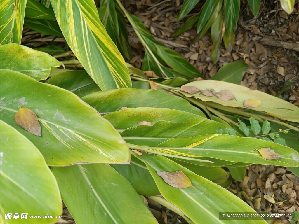 黄绿相间的植物叶片特写