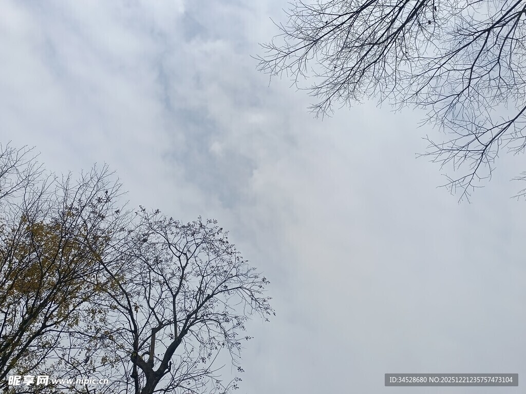 冬日枯树与朦胧天空