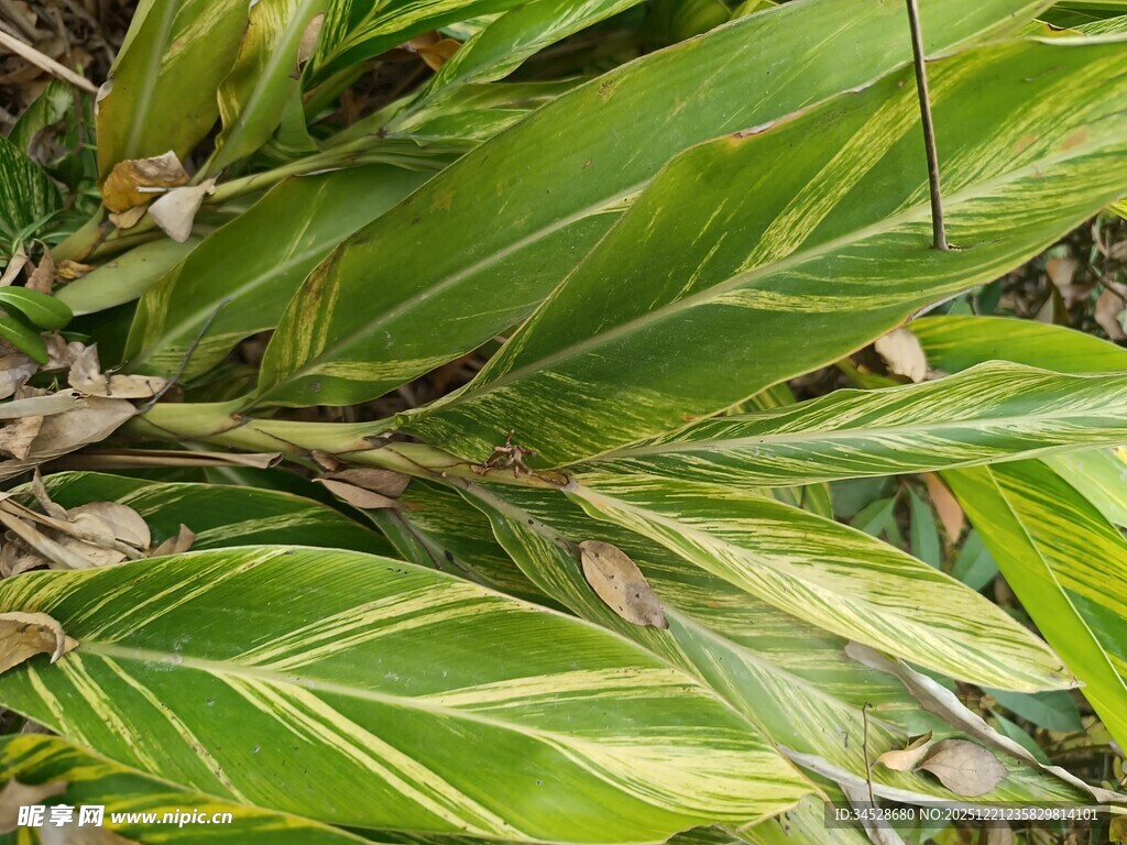 翠绿斑斓的植物叶片特写