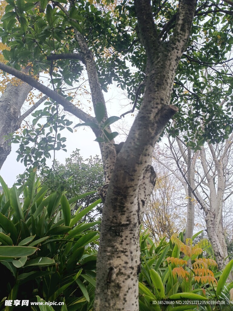 雾中树木与绿植景观