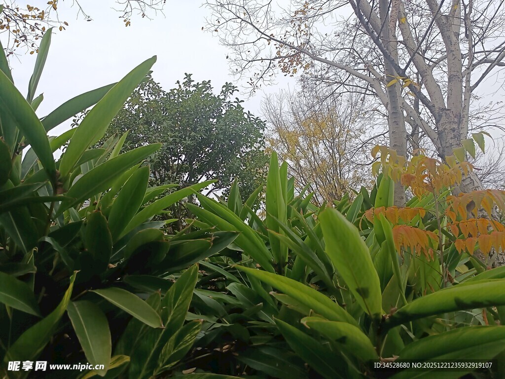 绿叶间的多彩树木景致