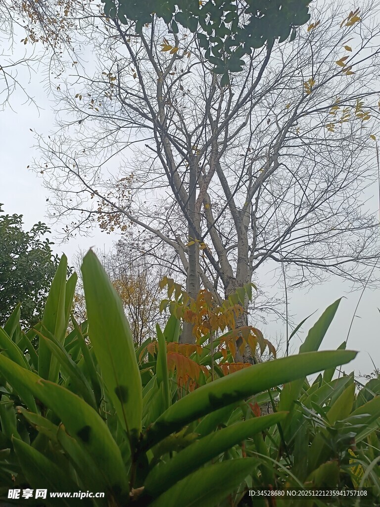 雾中树木与绿植景观