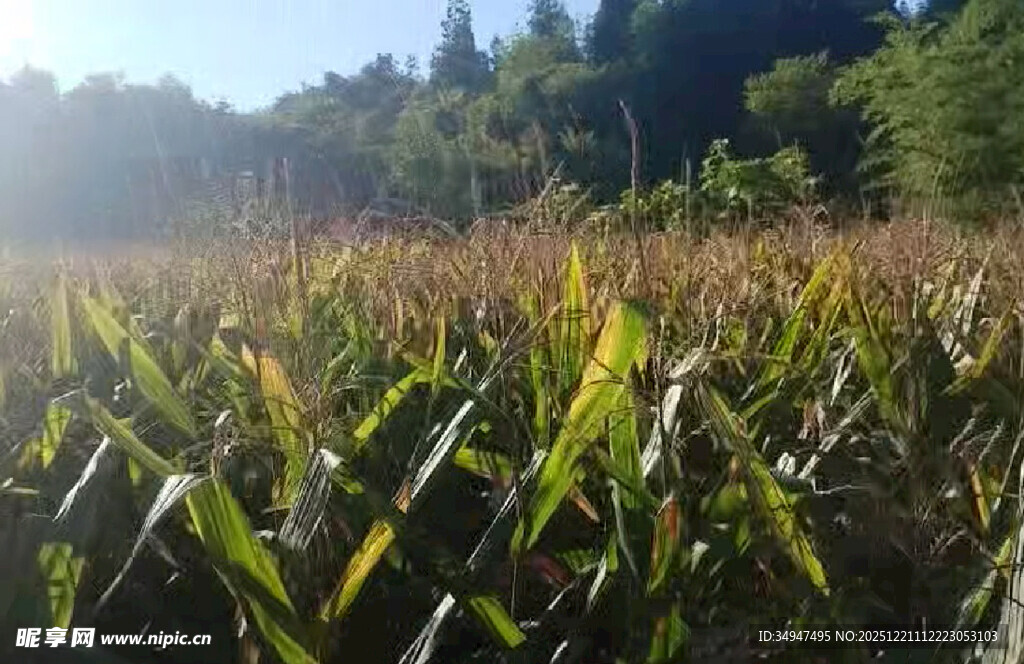 秋日田间金黄玉米地