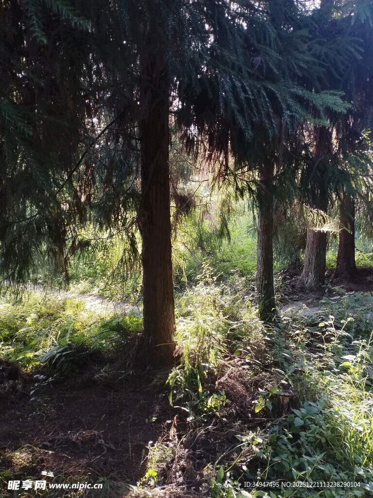 阳光洒落的静谧森林角落