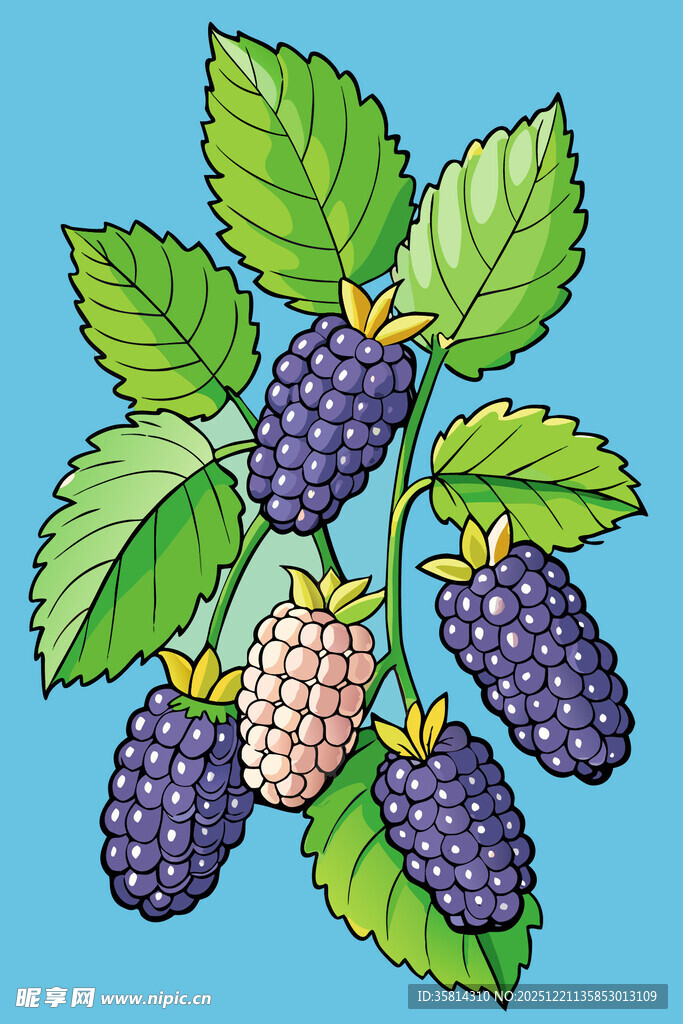 枝头桑葚果实饱满诱人