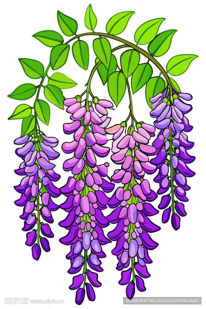 垂挂的美丽紫藤花