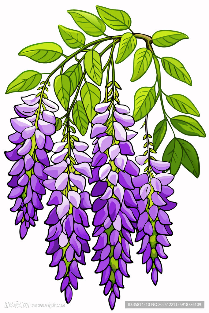 垂挂的紫色紫藤花