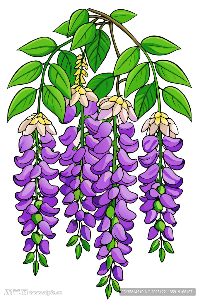 垂挂的美丽紫色紫藤花