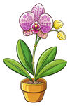 盆栽蝴蝶兰插画