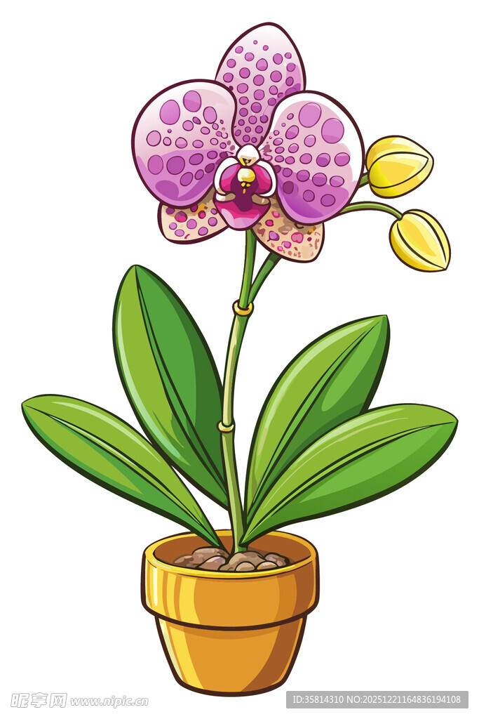 盆栽蝴蝶兰插画