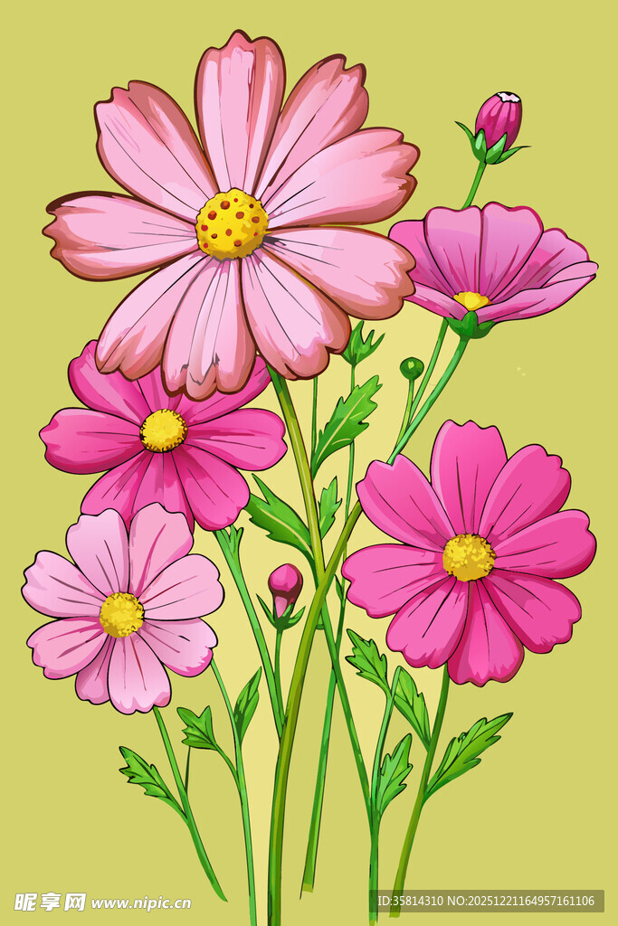 粉色波斯菊花卉插画