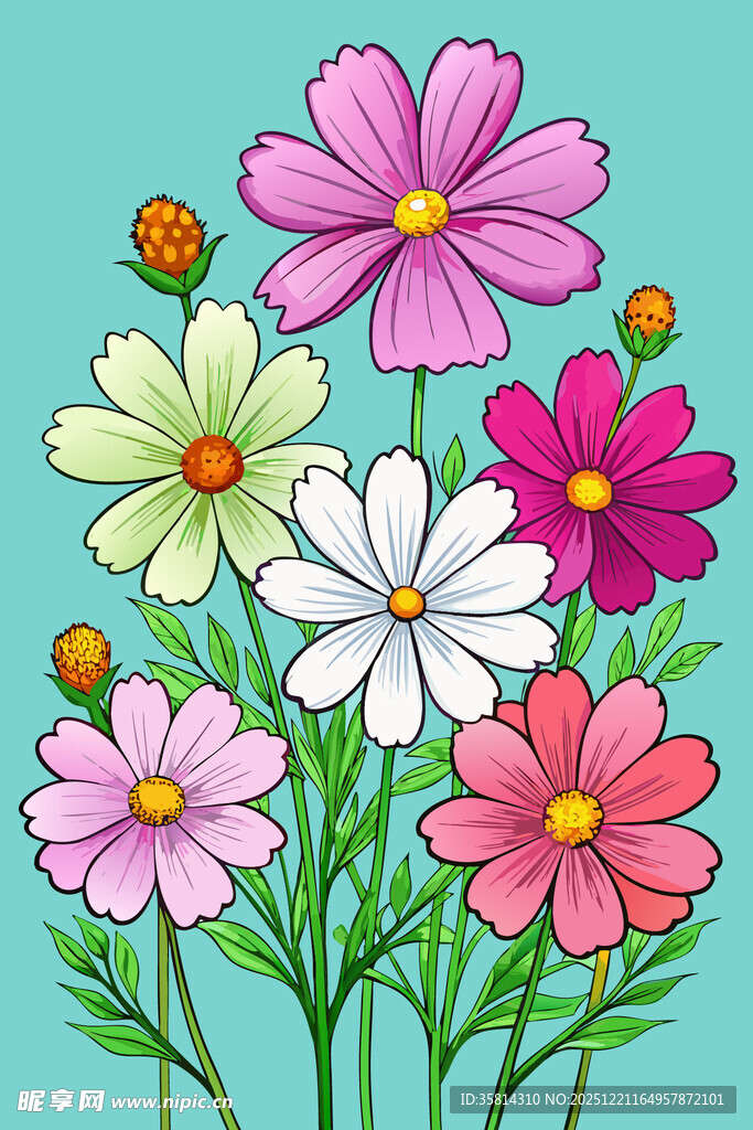 多彩波斯菊插画