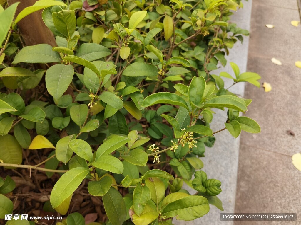 路边翠绿繁茂的绿植