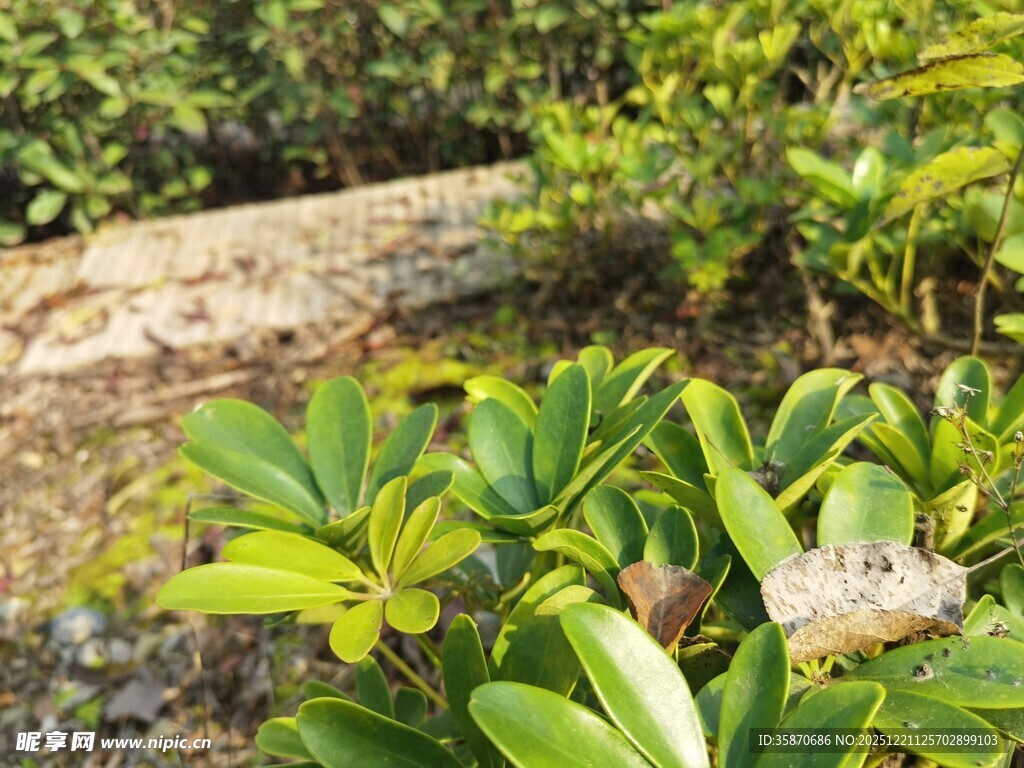 绿叶丛中的静谧自然景象