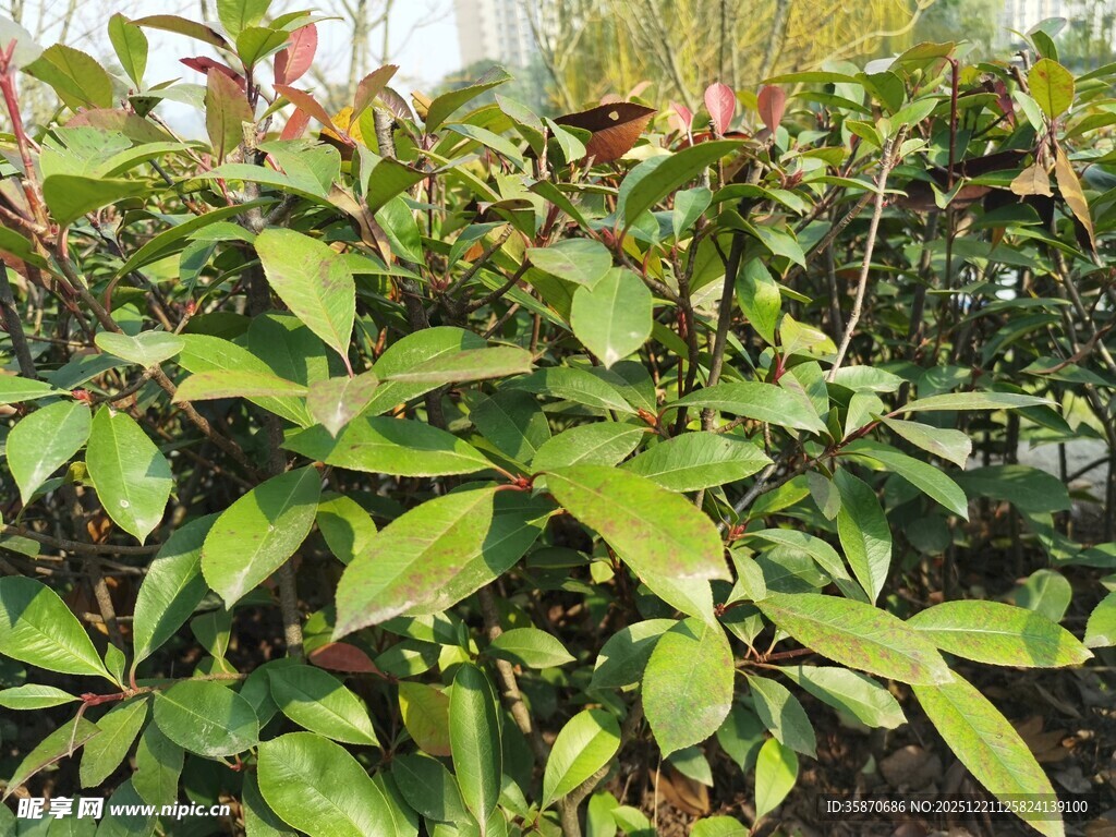 绿叶繁茂的植物景观