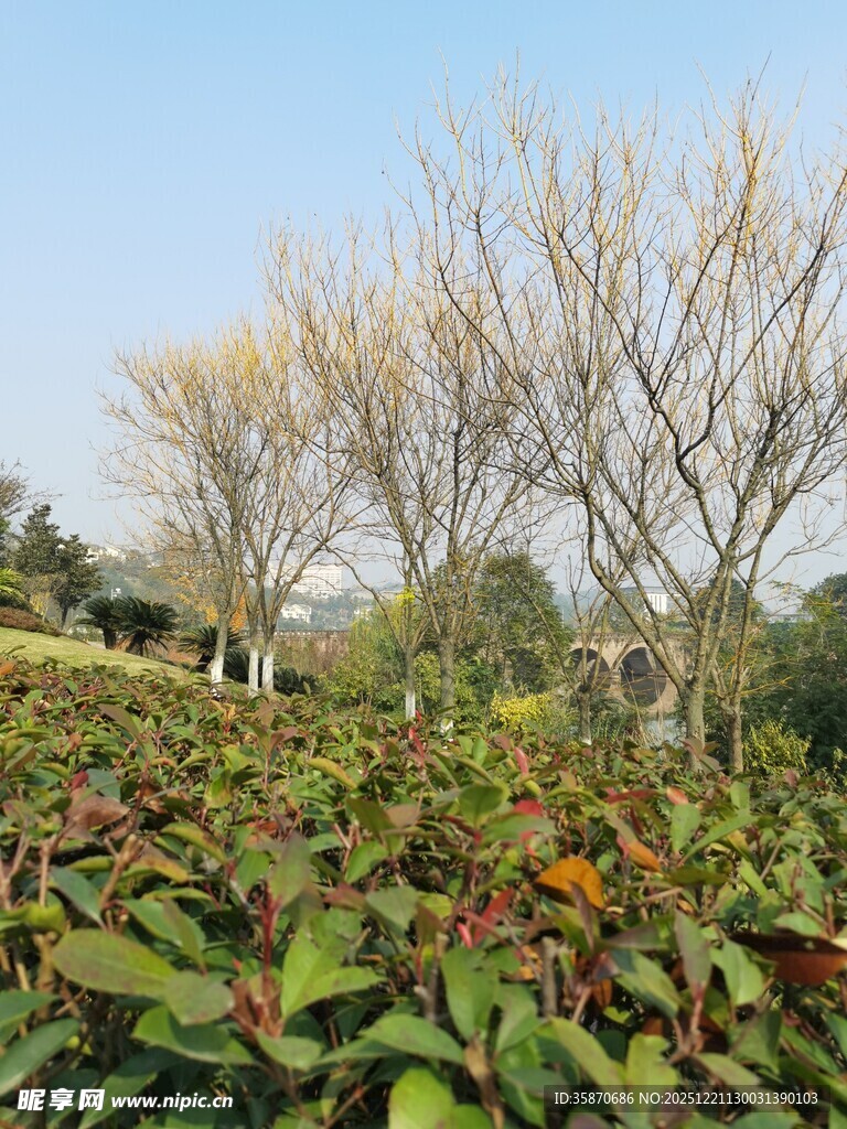 秋日多彩植物景观