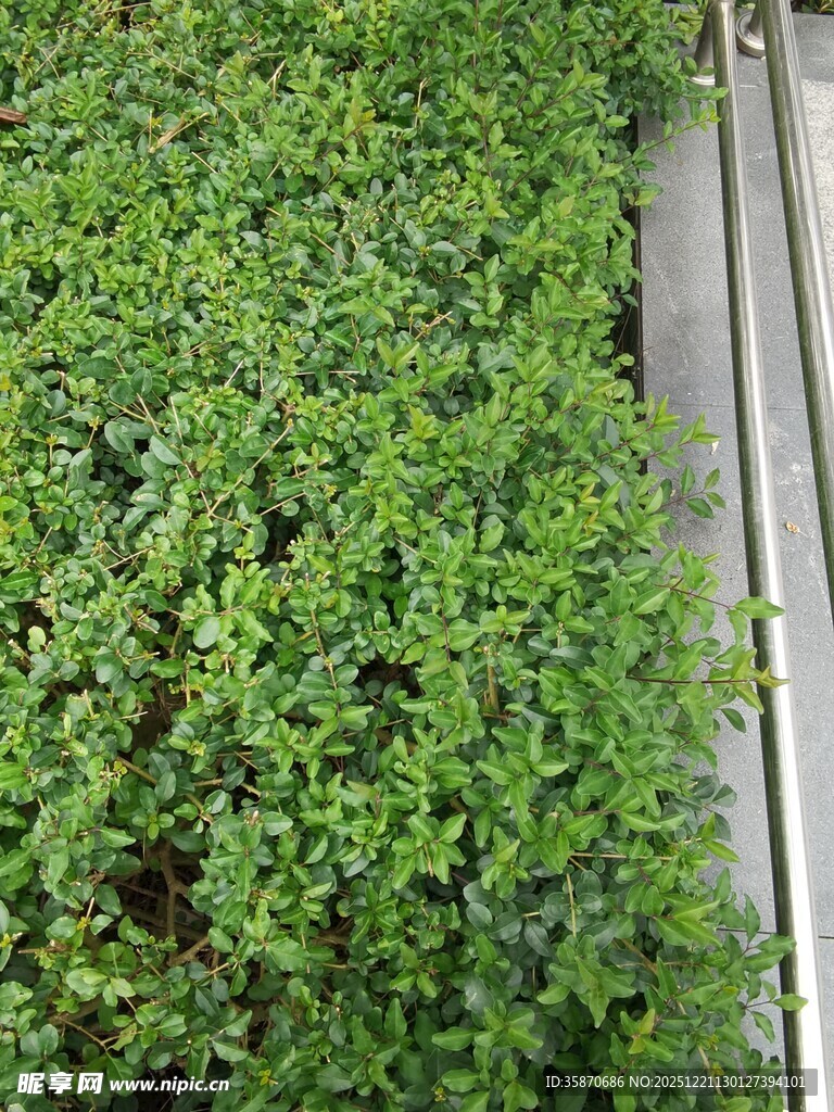 铁轨旁的翠绿灌木丛