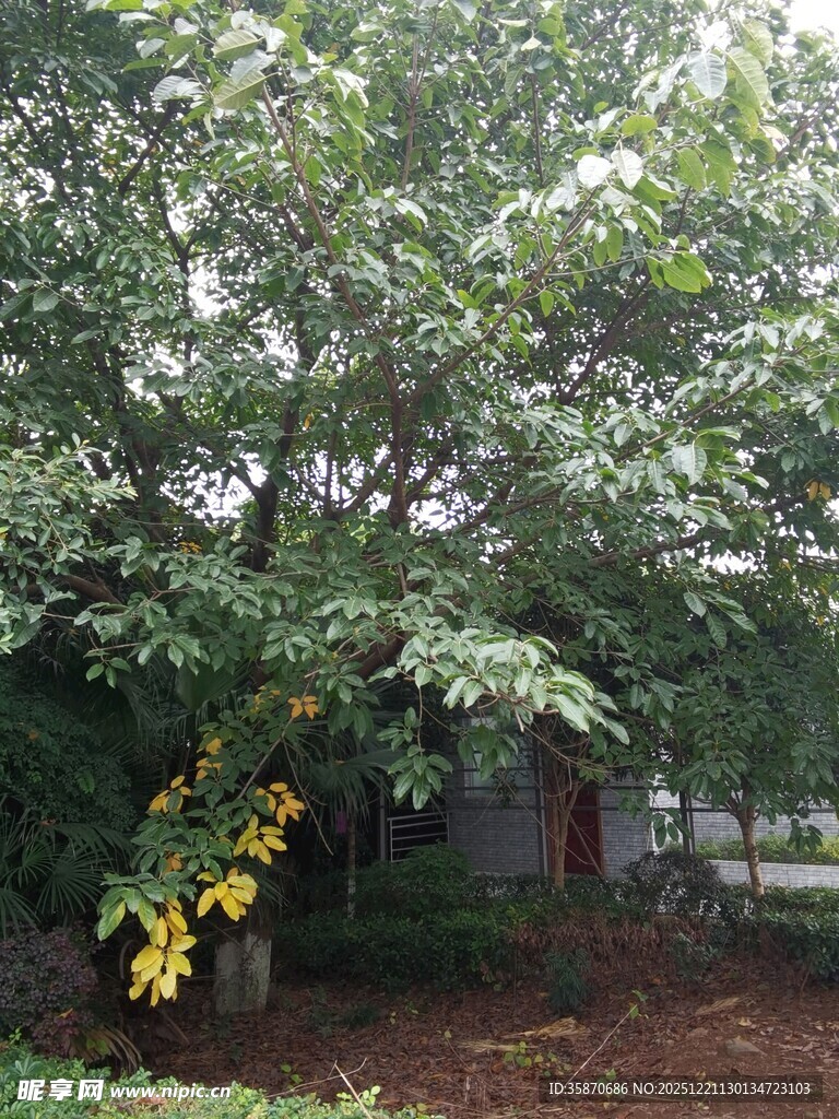 绿树成荫的静谧角落