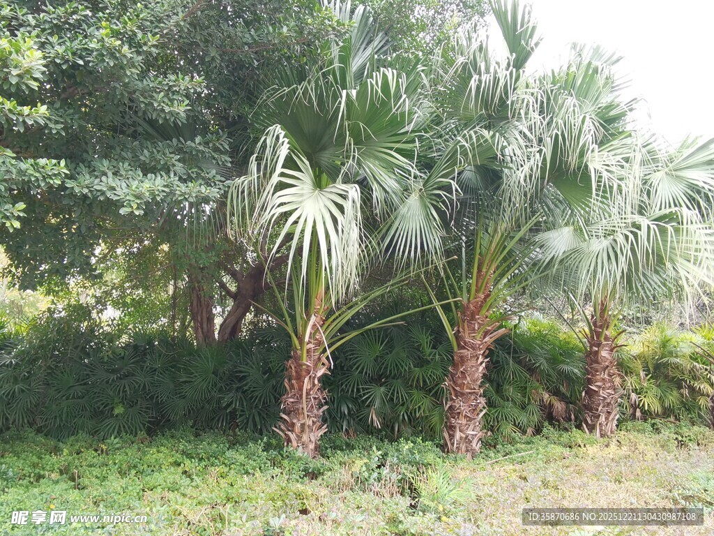 户外丛生的棕榈科植物