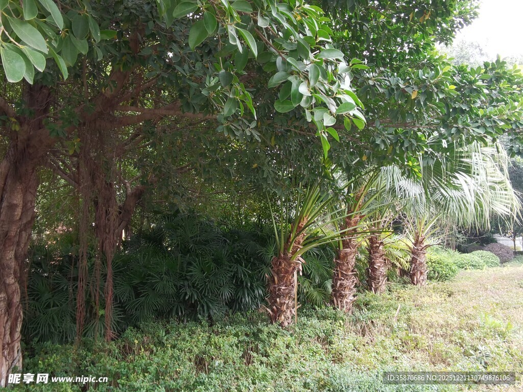 林间葱郁树木与草地