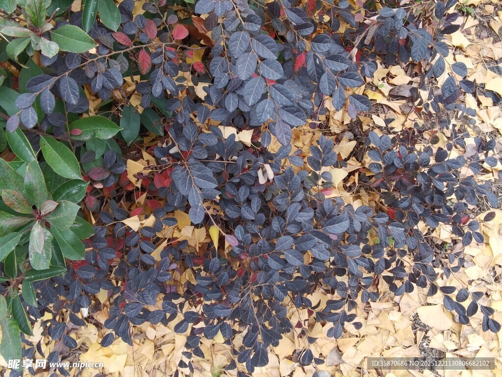 地面上的多彩落叶与植物