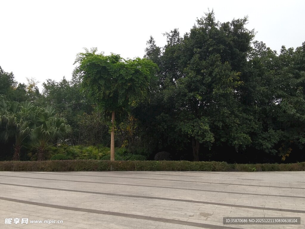 户外空旷场地与茂密树林