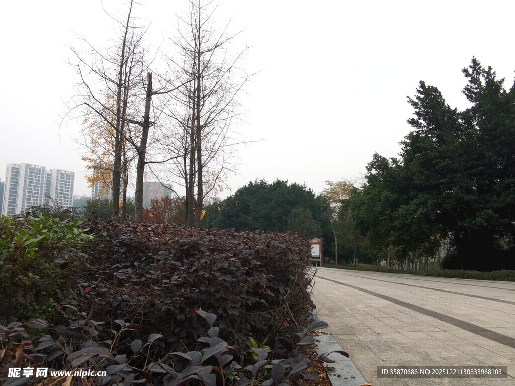 城市林荫步道景观