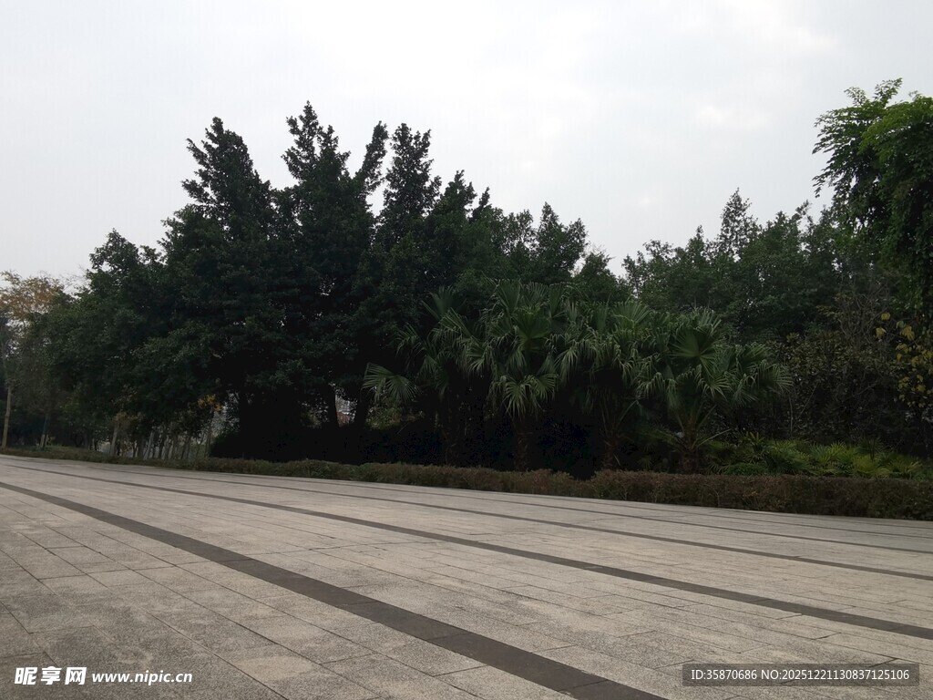 空旷广场与茂密树林景观