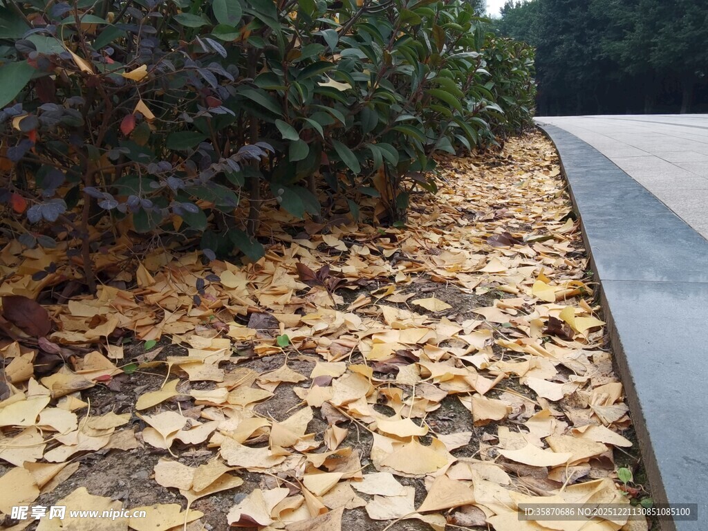 秋日银杏落叶铺满地面