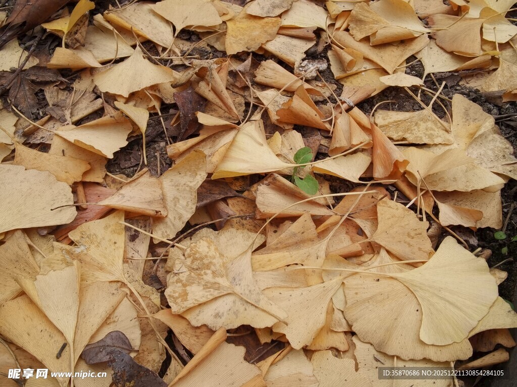 地面上的枯黄落叶