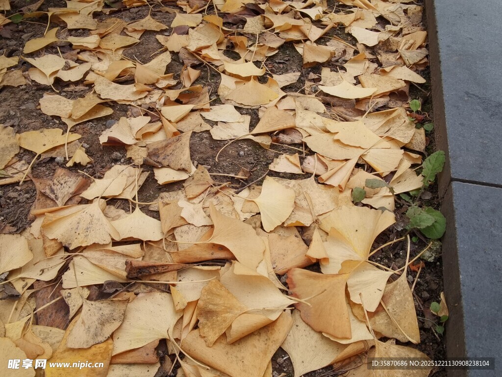 地面铺满金黄银杏落叶
