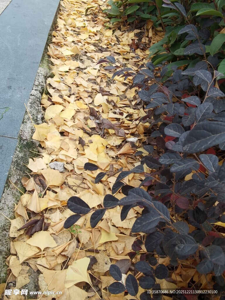 秋日落叶铺就的别致景致