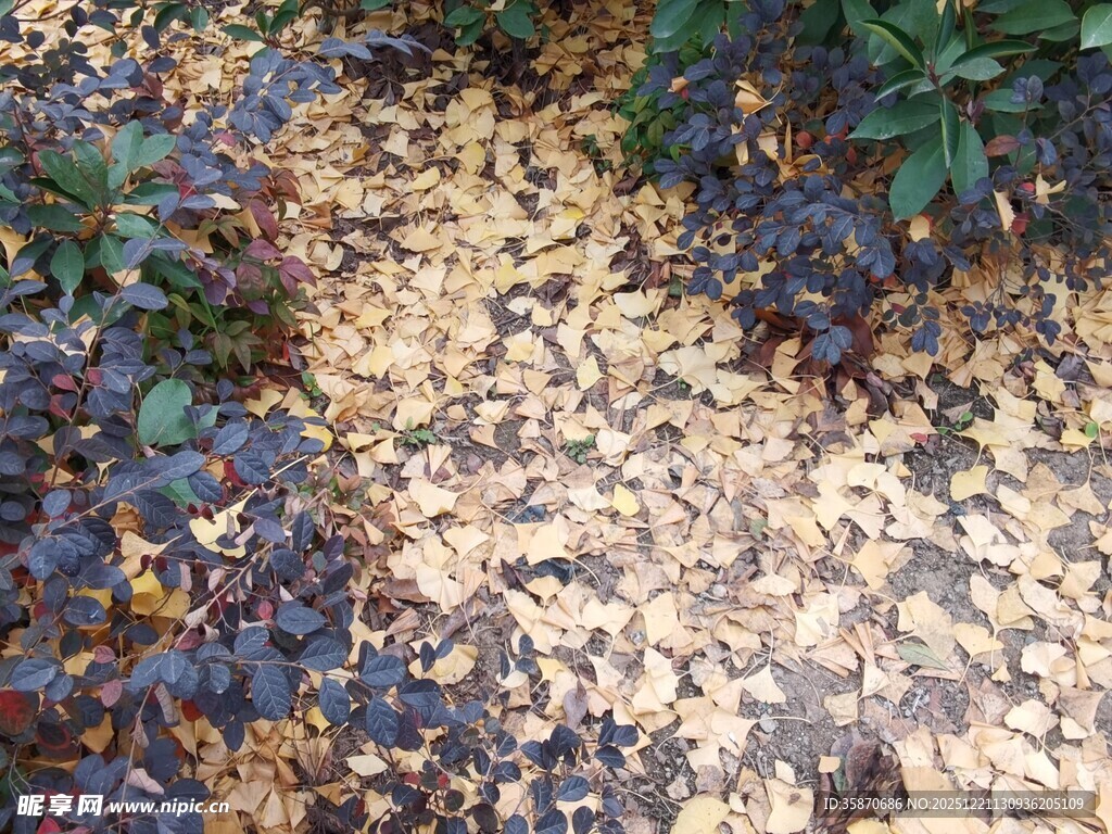 铺满落叶的湿润地面