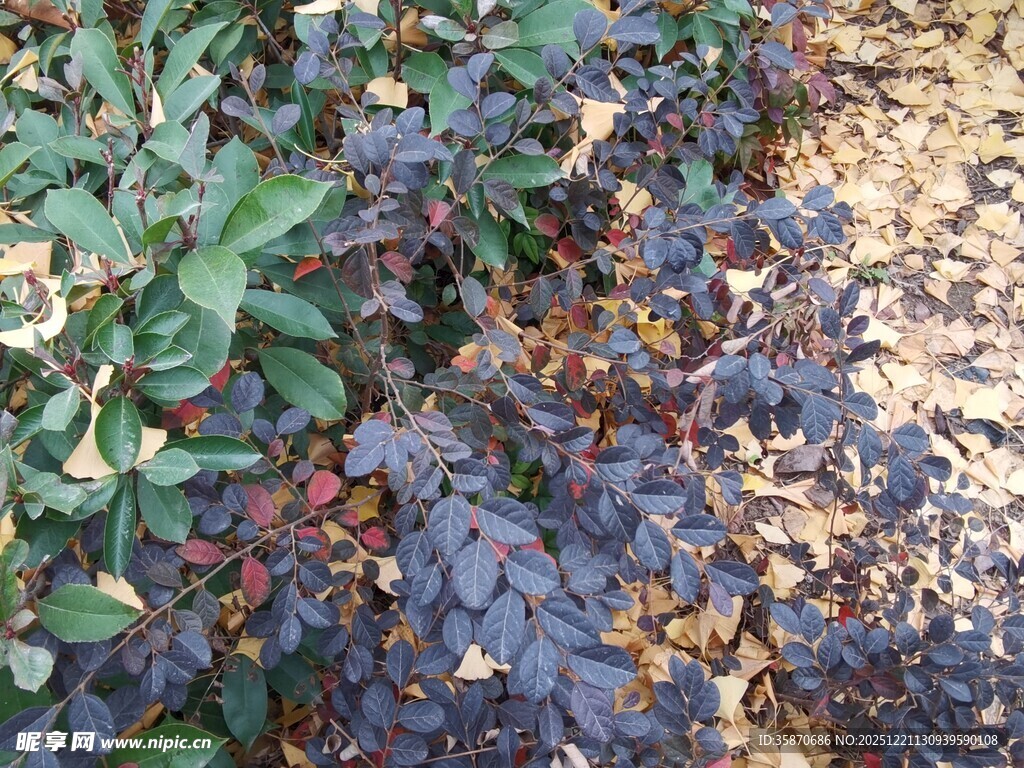 地面上的多彩植物景观