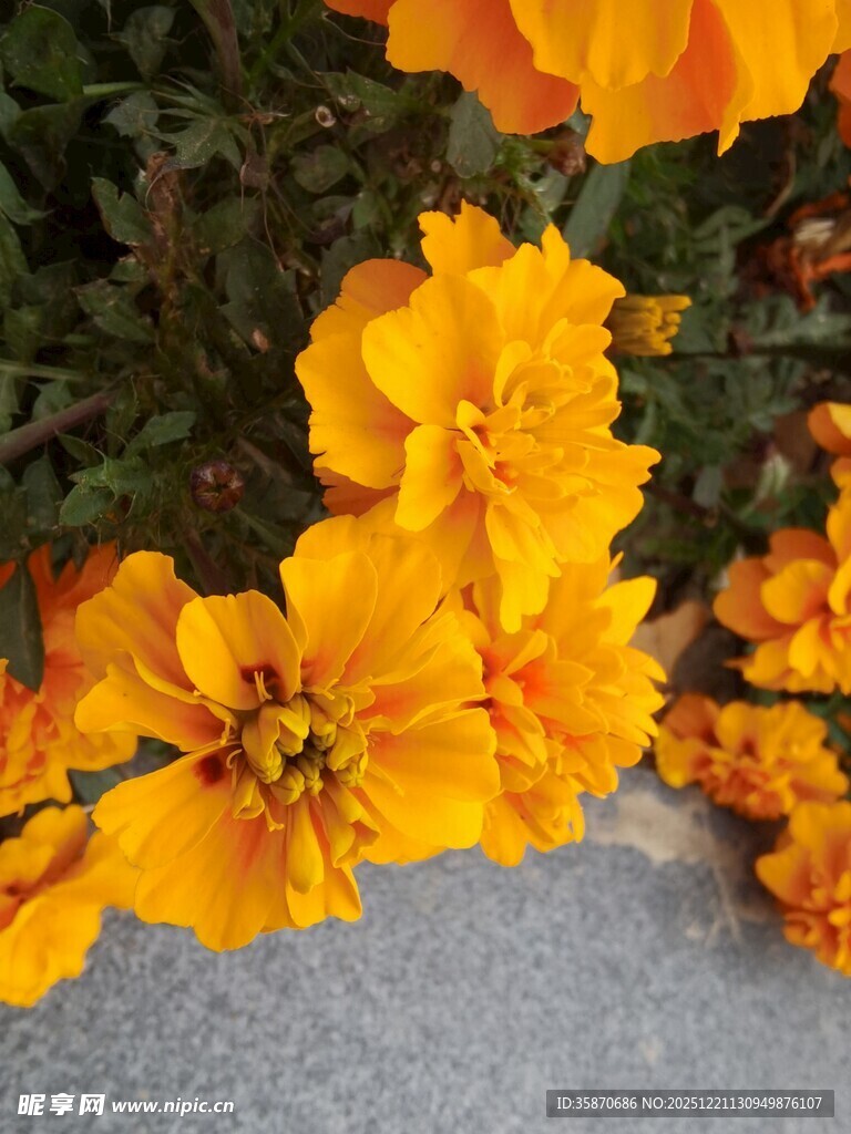 鲜艳黄色花朵绽放