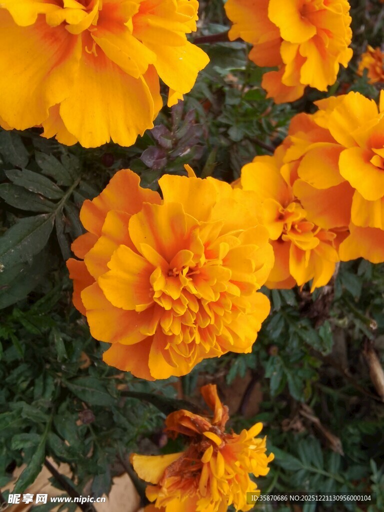 艳丽万寿菊绽放