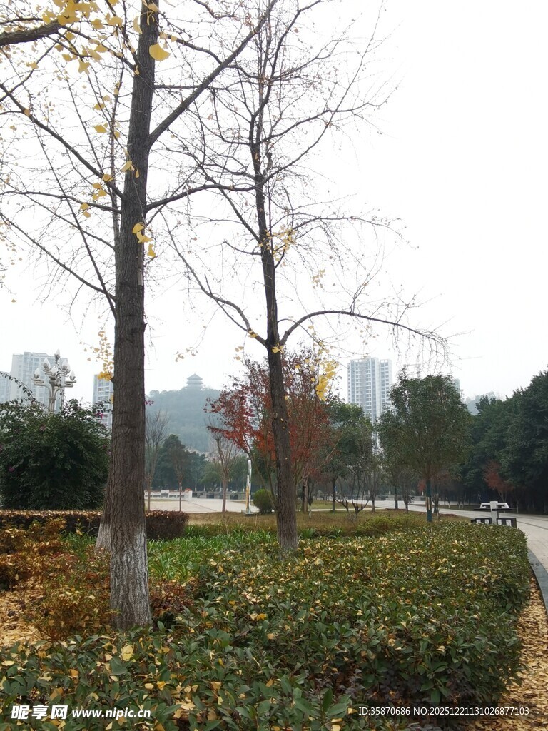 冬日路旁光秃树木与绿植