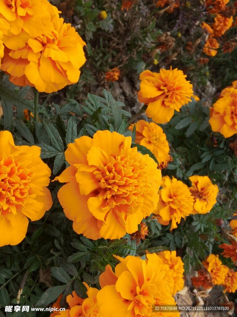 鲜艳橘黄色万寿菊绽放