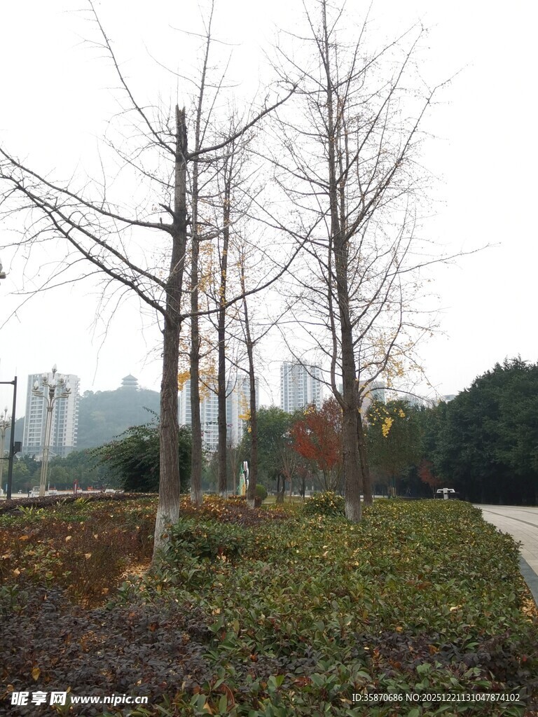 冬日萧瑟树林景观