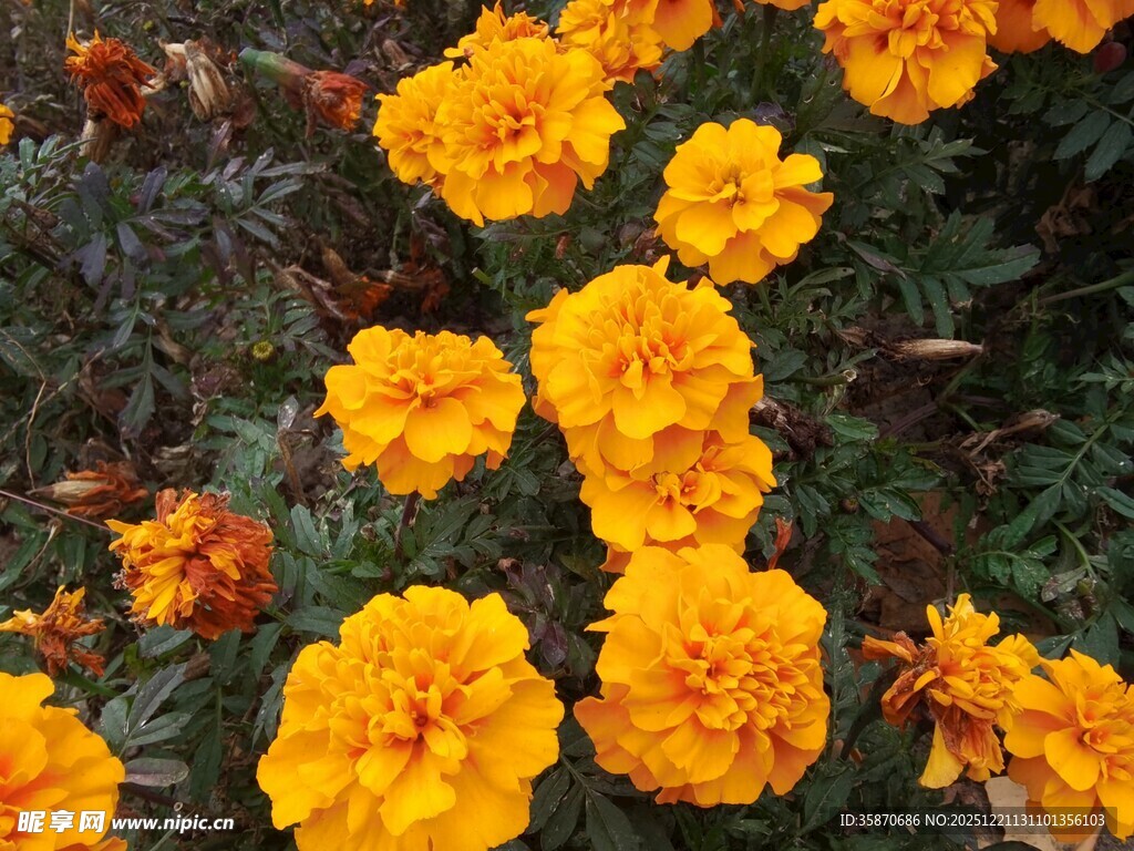 鲜艳黄色万寿菊绽放