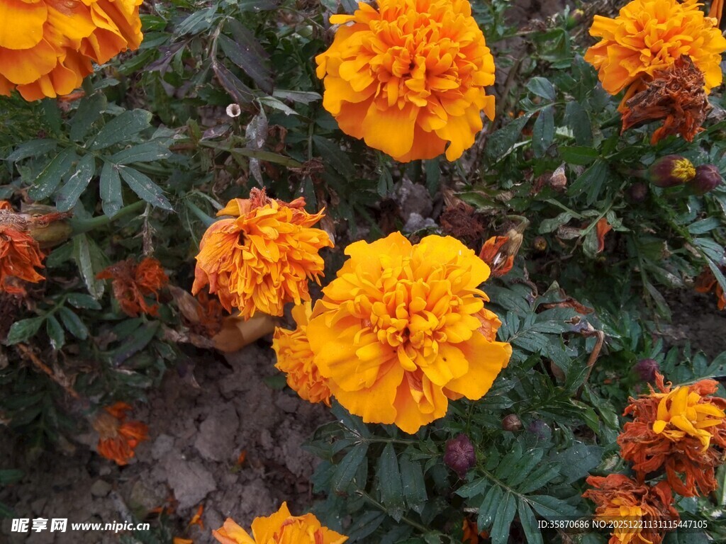 鲜艳万寿菊绽放