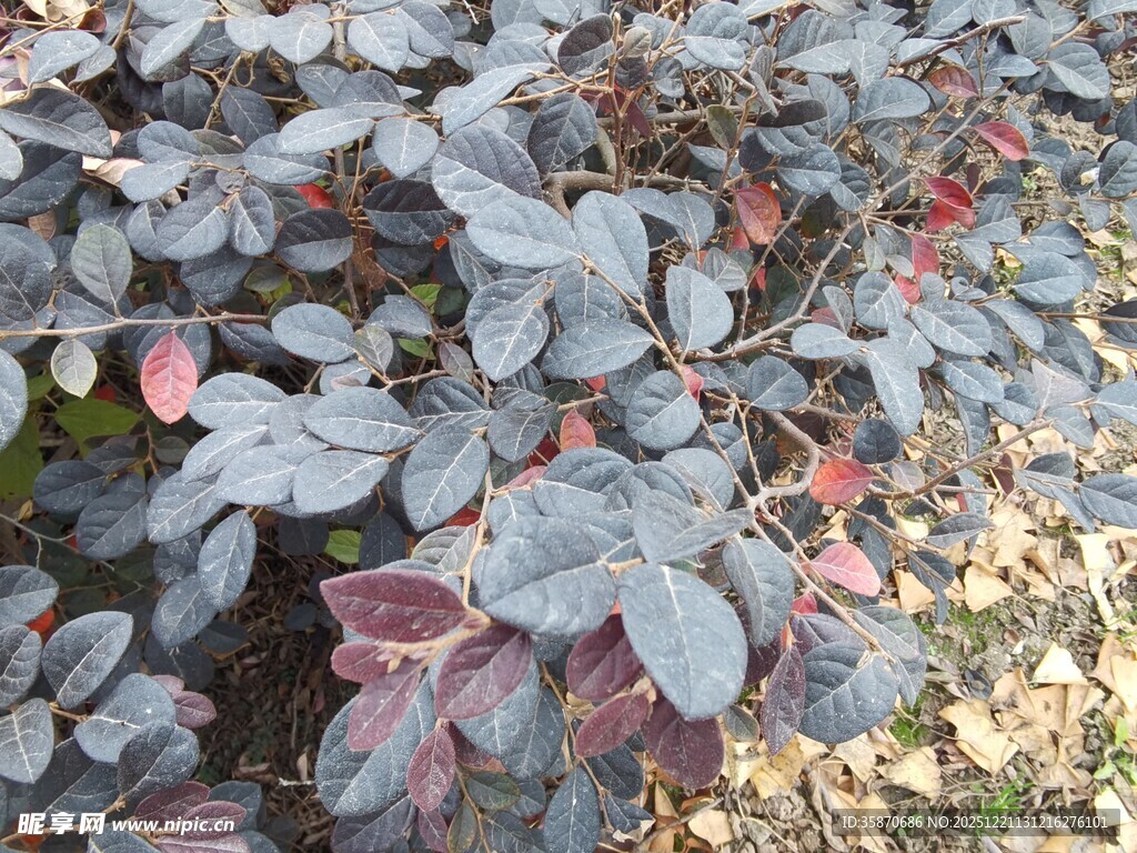 紫叶小檗植物特写