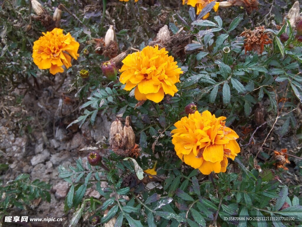 绽放的橙色万寿菊