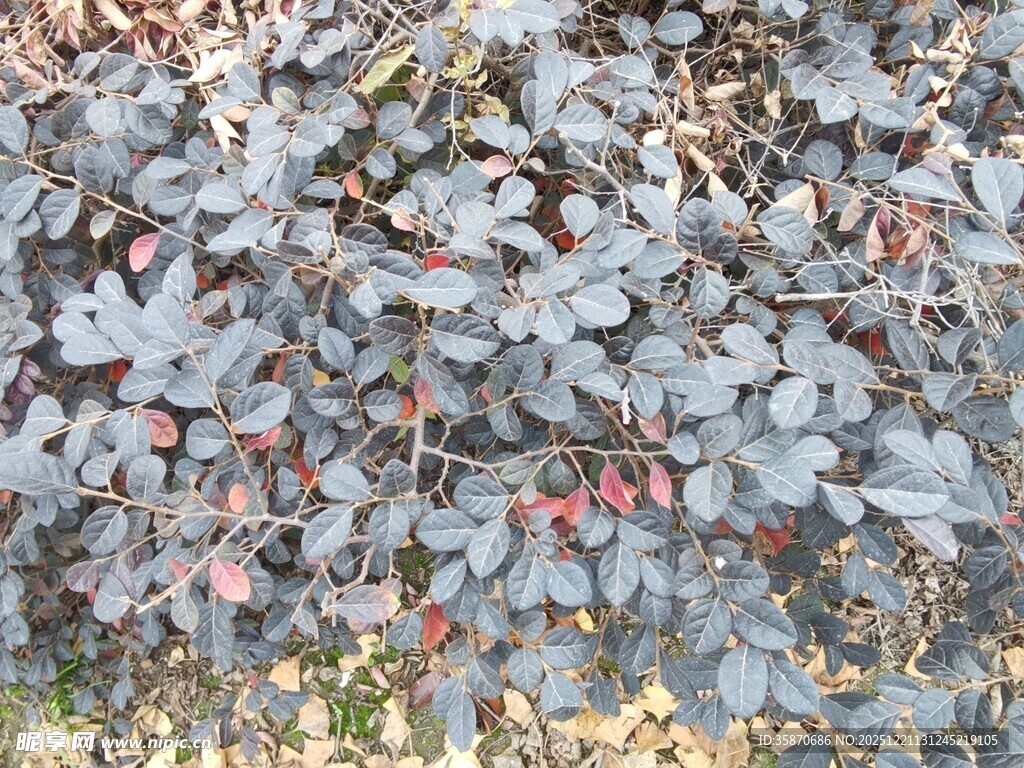 灰绿叶丛中的红色果实