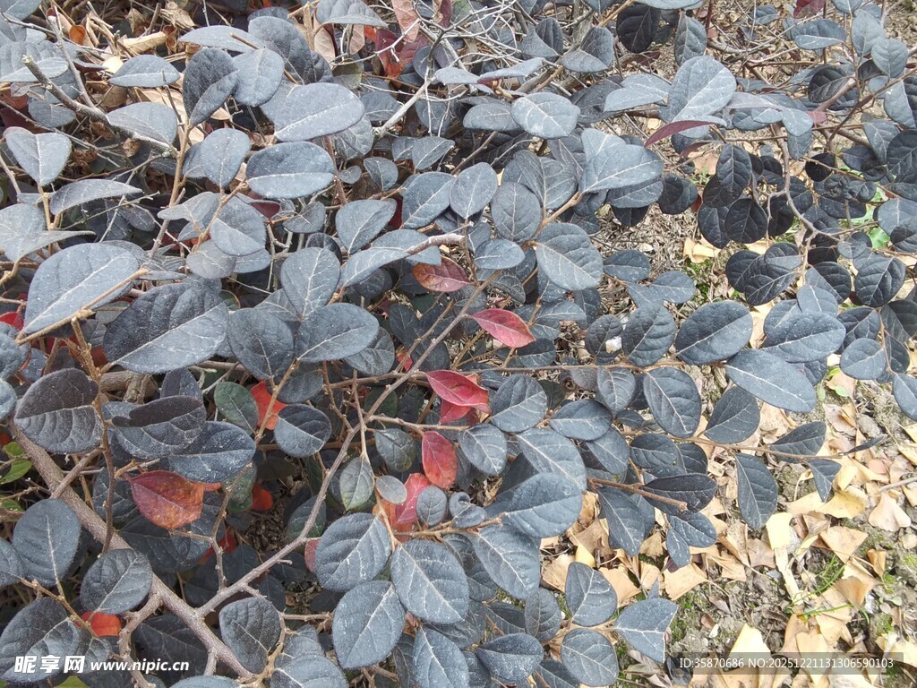 紫叶植物与红果景观