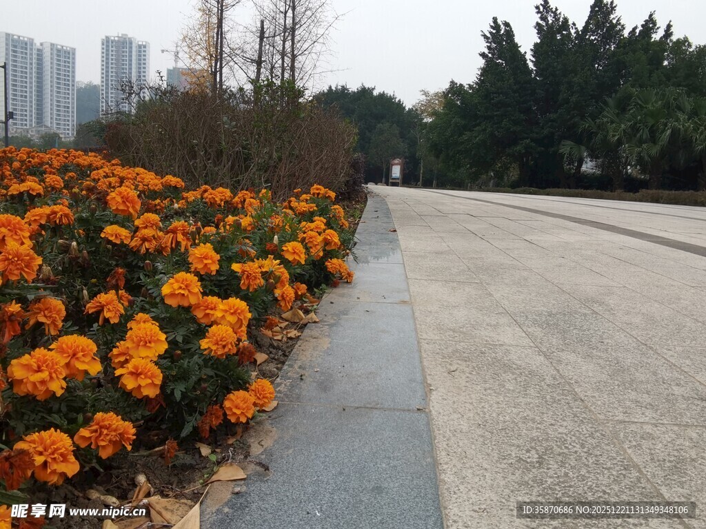 路边盛放的鲜艳橙色花朵