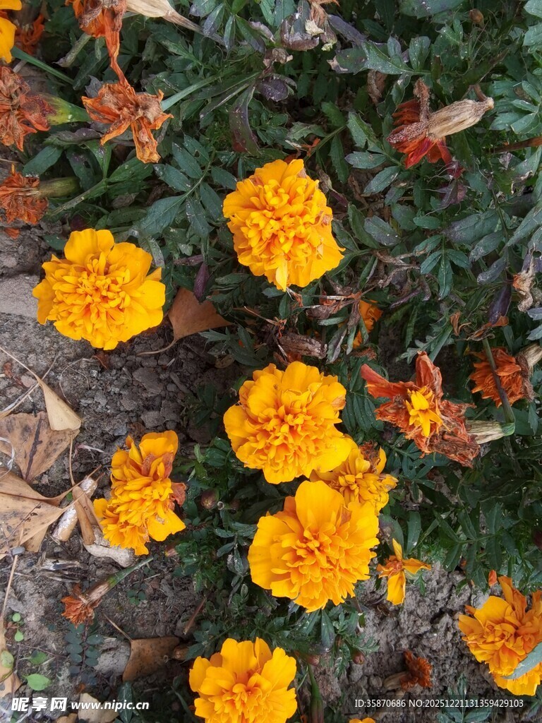 绽放的黄色万寿菊